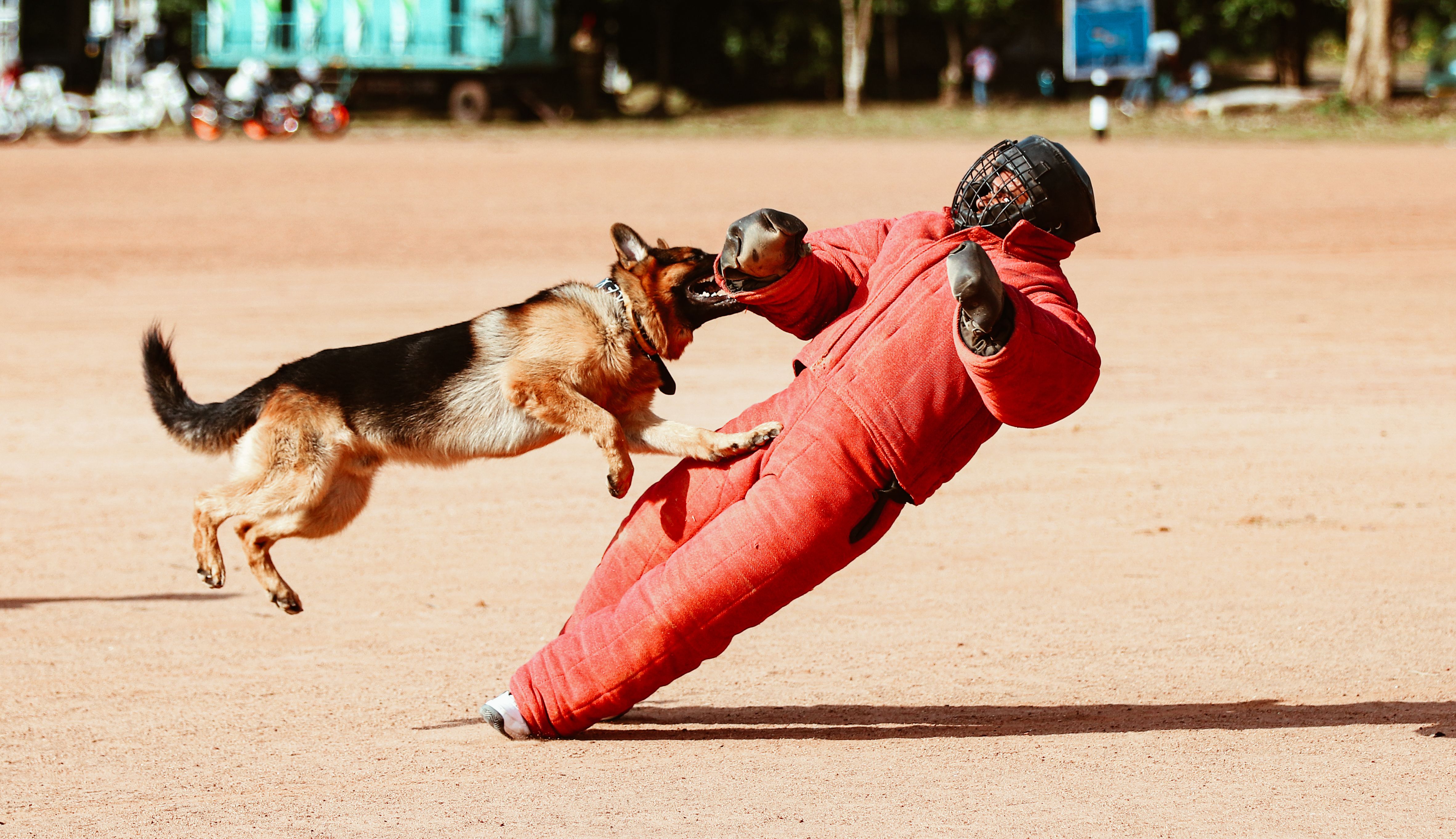 Dog bite and animal-related injury